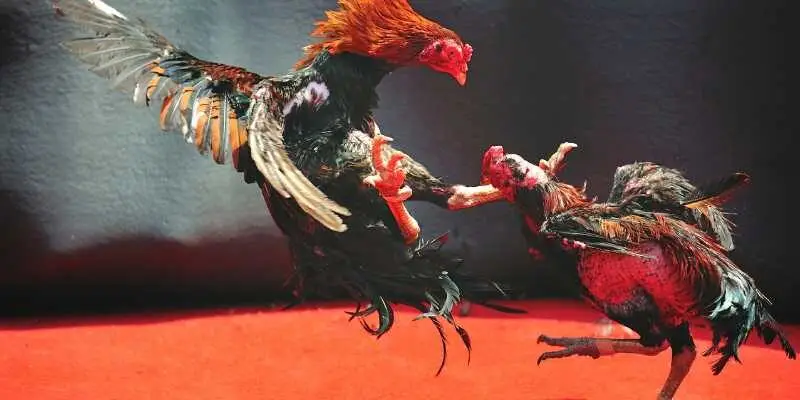 Đá Gà Mỹ - Hé Lộ Chiến Thuật Thắng Lớn Từ Cao Thủ 4 Đá gà Mỹ đòi hỏi người chơi phải có chiến lược tính toán chặt chẽ