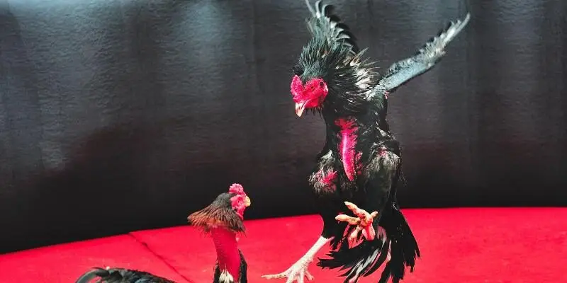 Màu Mạng Gà Đá mệnh Thủy