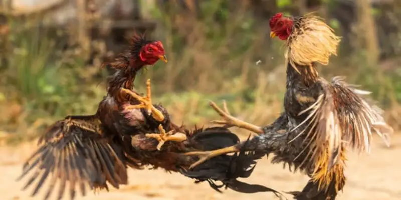 Odin Gamecock - Sảnh Đá Gà Tại Ga6789 Hấp Dẫn Nhất 2025 1 Sảnh đá gà Odin Gamecock được nhiều người yêu thích