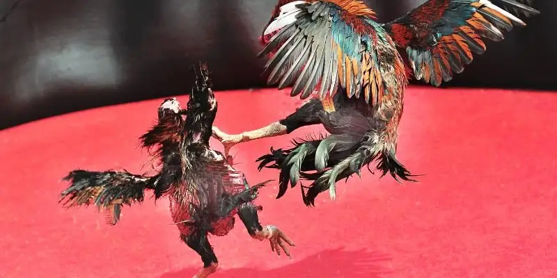 Đá Gà Cựa Tròn Ga6789: Kèo Cá Cược Đỉnh Cao, Thưởng Lớn 2 Thỏa sức trải nghiệm những trận đấu Đá Gà Cựa Tròn kịch tính