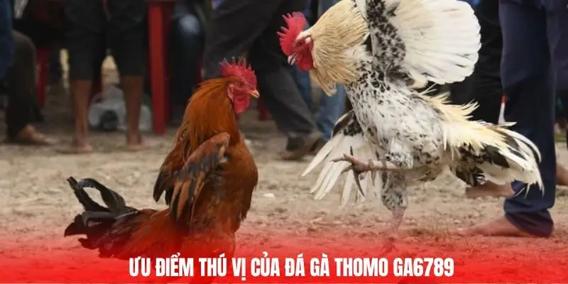 Ưu điểm thú vị của đá gà thomo GA6789